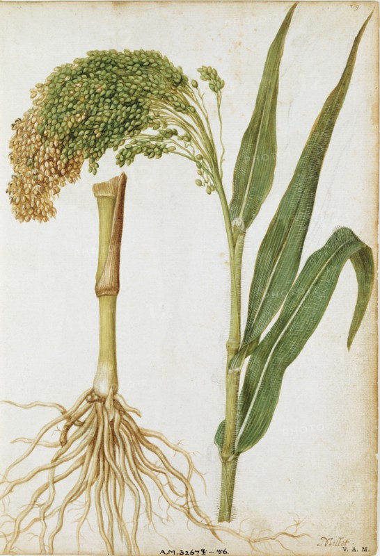 Le Moyne de Morgues, Millet