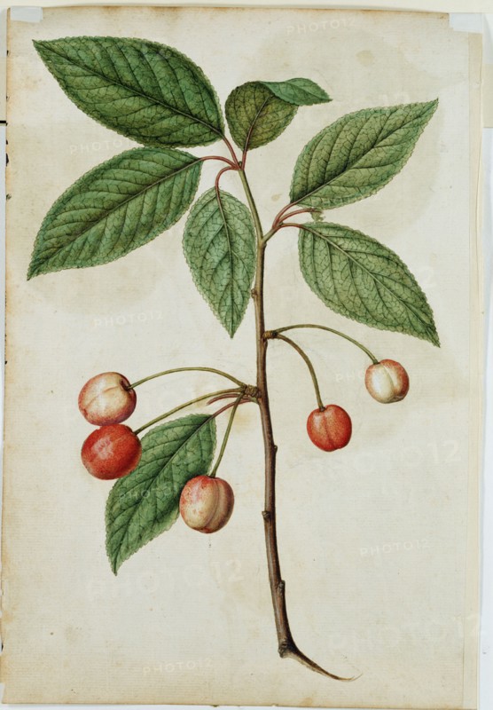 Le Moyne de Morgues, Cerise