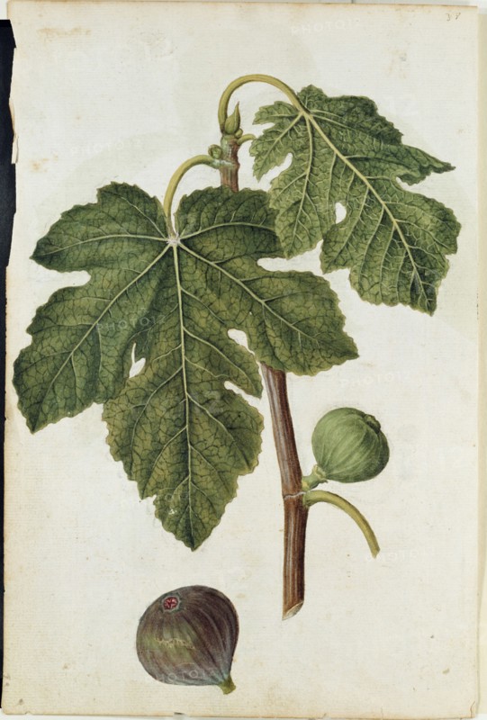 Le Moyne de Morgues, Figues