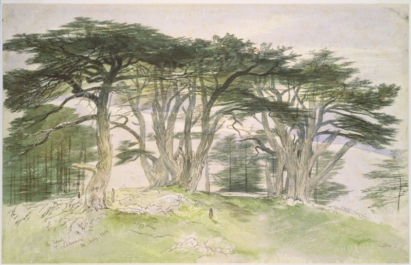 Lear, Cèdres du Liban