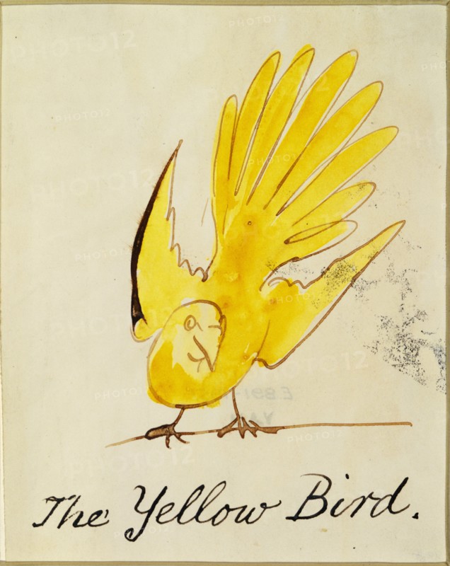 Lear, L'Oiseau jaune