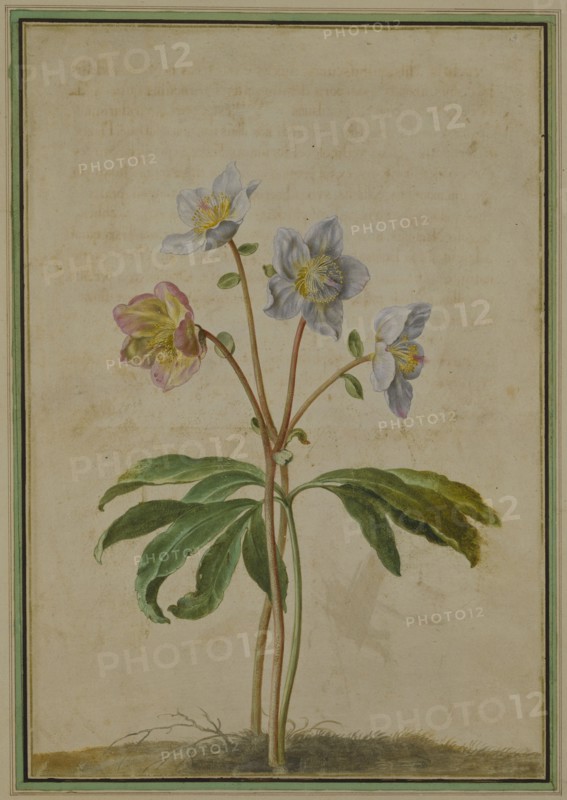 Walther, Rose de Noël