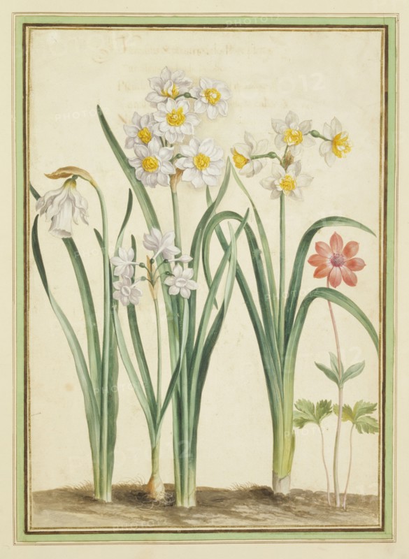 Walther, Narcisses