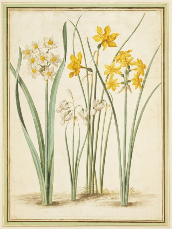 Walther, Narcisses
