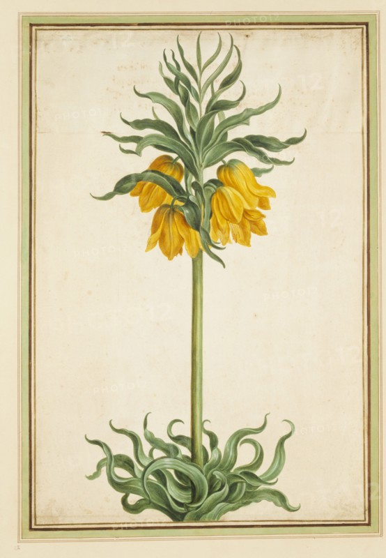 Walther, Couronne (Fritillaire) impériale