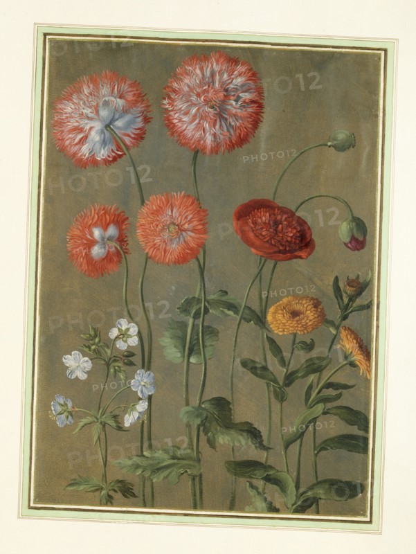 Walther, Pavots