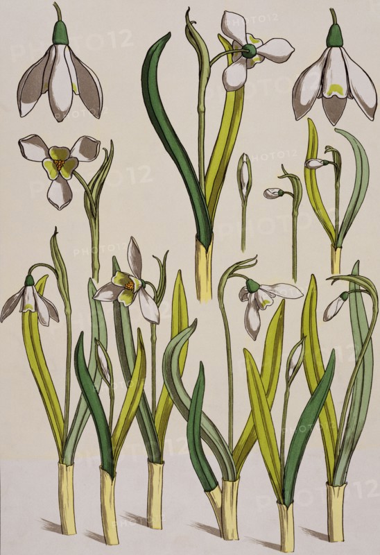 Grasset, Gravure issue d'un livre