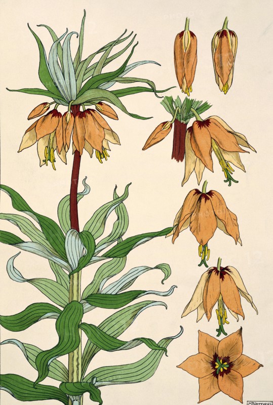 Grasset, Gravure issue d'un livre