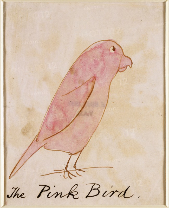 Lear, L'Oiseau rose