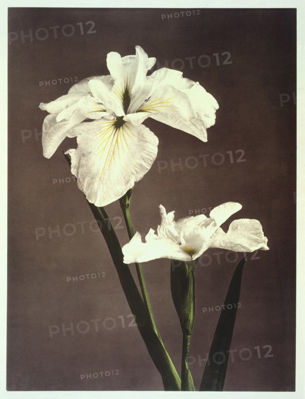 Kazuma, Iris japonais