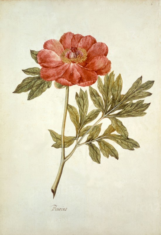 Le Moyne de Morgues, Pivoine