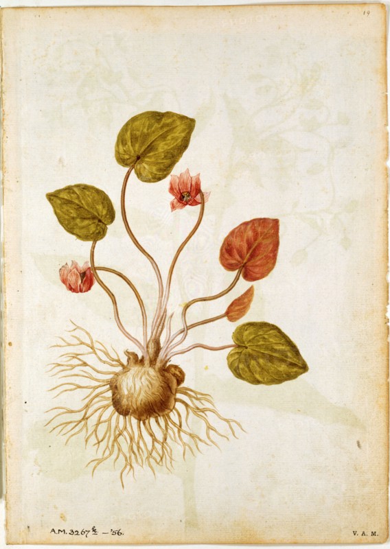 Le Moyne de Morgues, Cyclamen