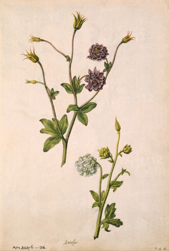 Le Moyne de Morgues, Ancolies