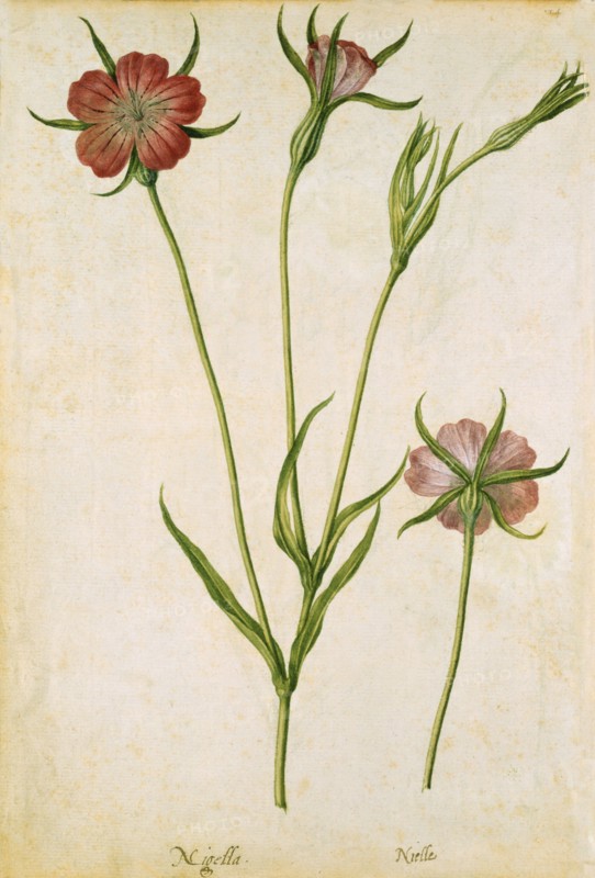 Le Moyne de Morgues, Nielle des blés