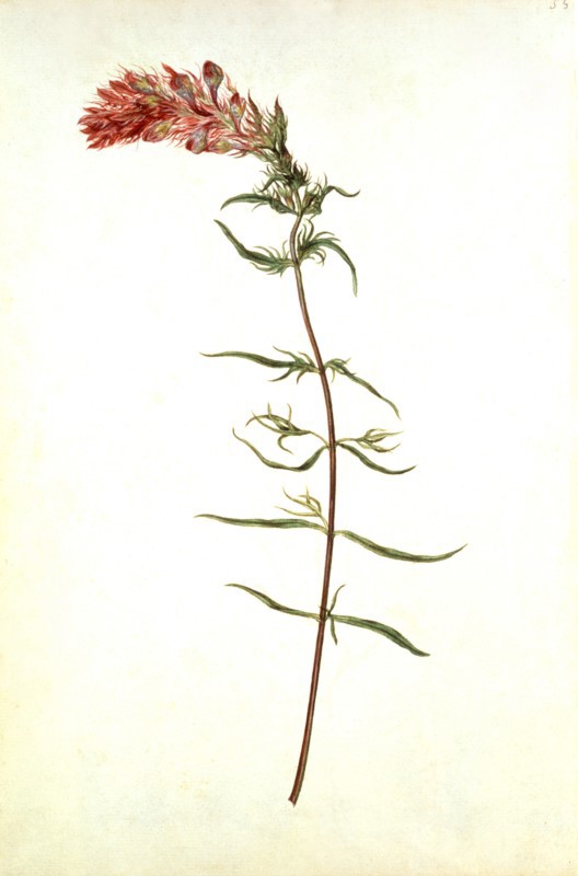 Le Moyne de Morgues, Mélampyre des prés