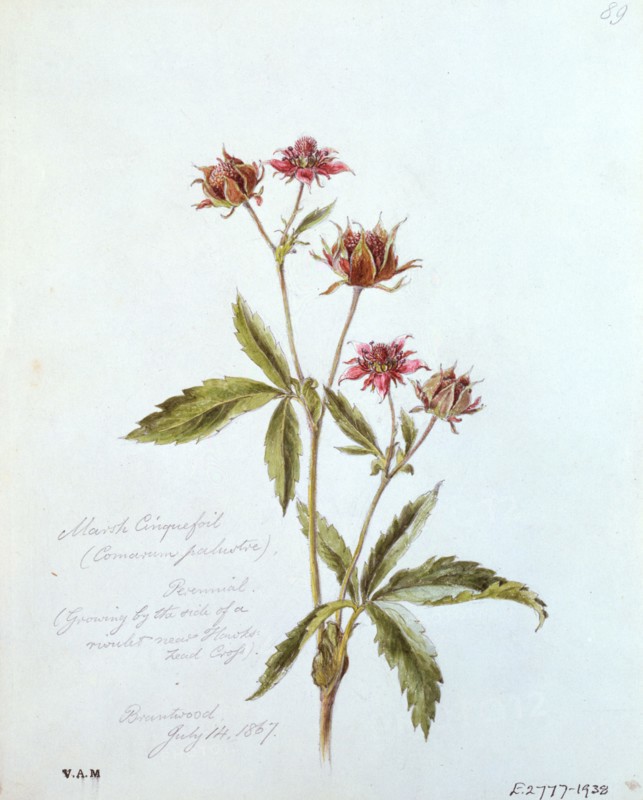 Linton, Potentille des marais