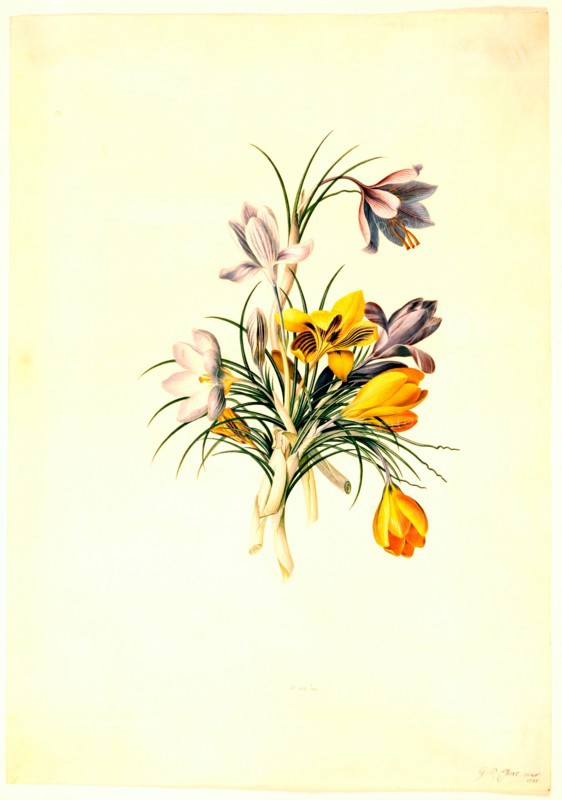 Ehret, Crocus
