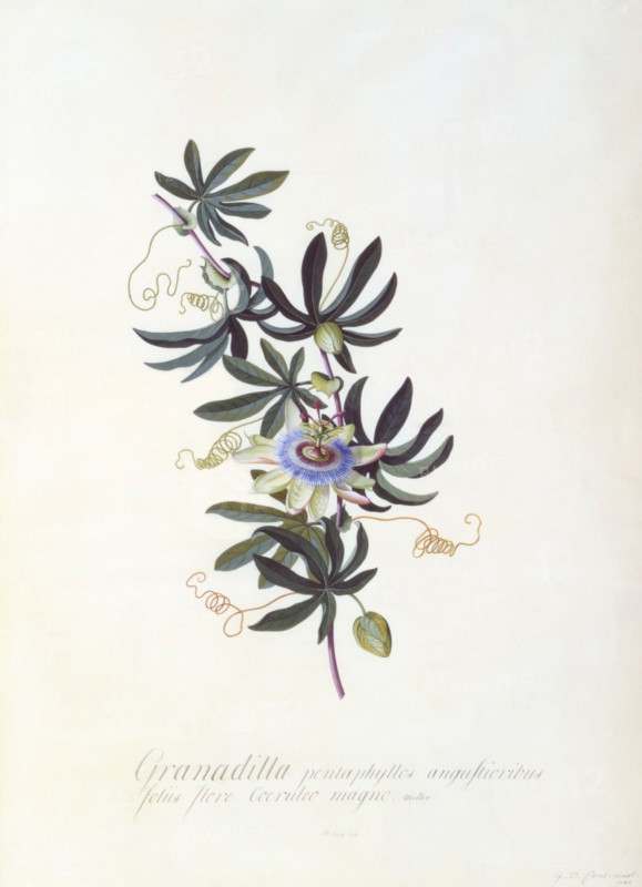 Ehret, Fleur