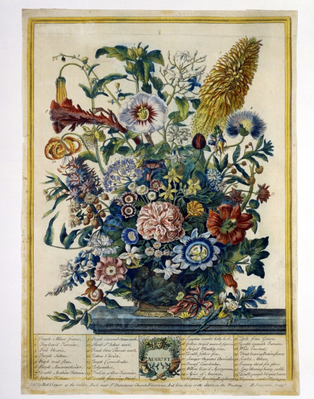 Furber, Les Douze Mois des Fleurs : Août