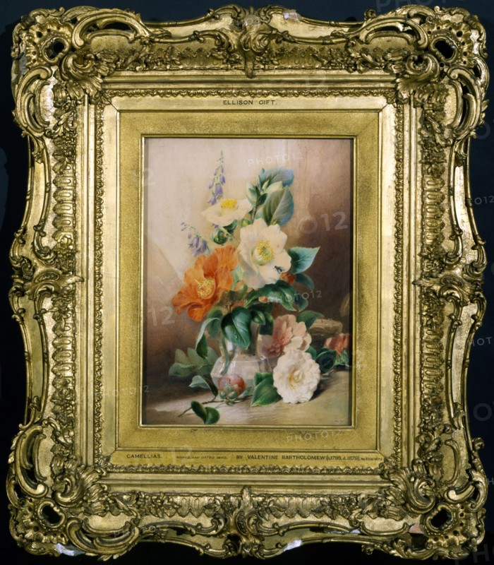 Bartholomew, Camélias