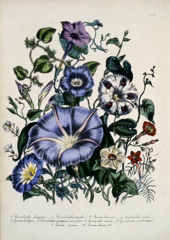 Fleurs
