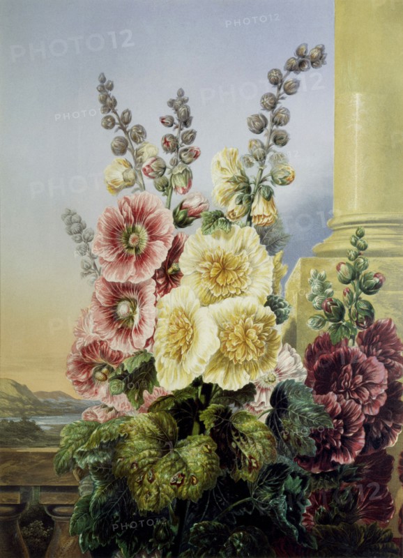 Bartholomew, Roses trémières