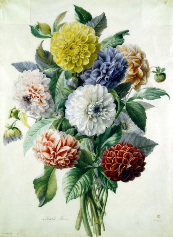 Marie, Dahlias