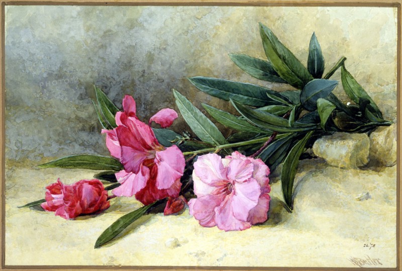 Butler, Laurier rose