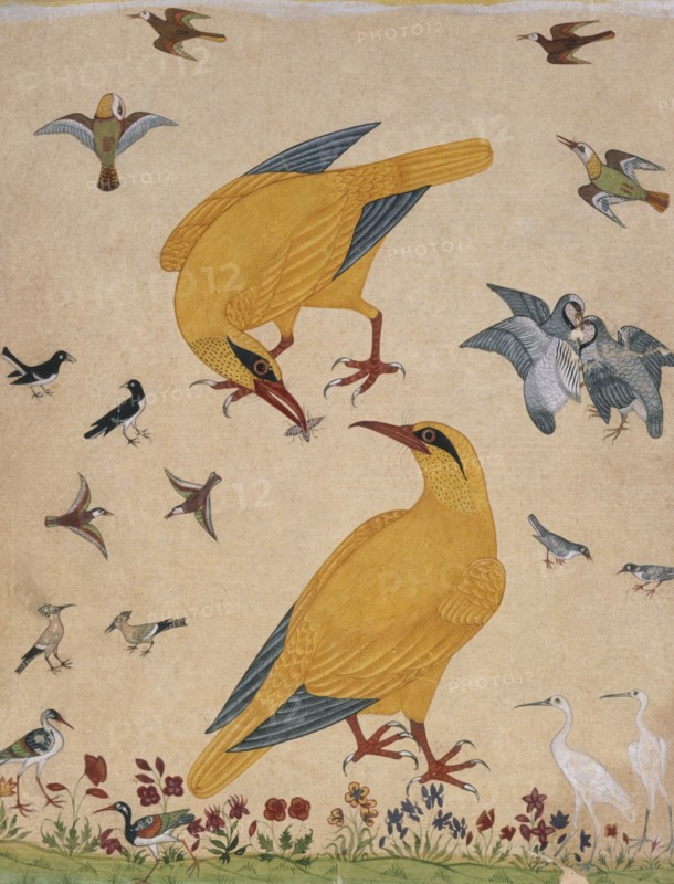A Variety of Birds. Probably Murshidabad, Mughal, India, c.1760