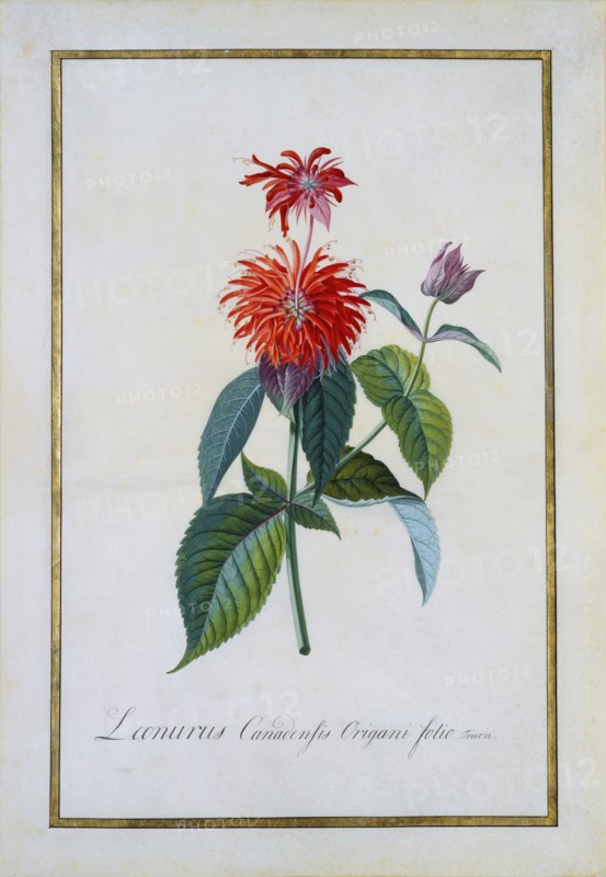Monaodra Didyma, by George Dionysius Ehret. England, 18th century