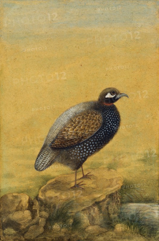 Guinea fowl. India, early 20th century