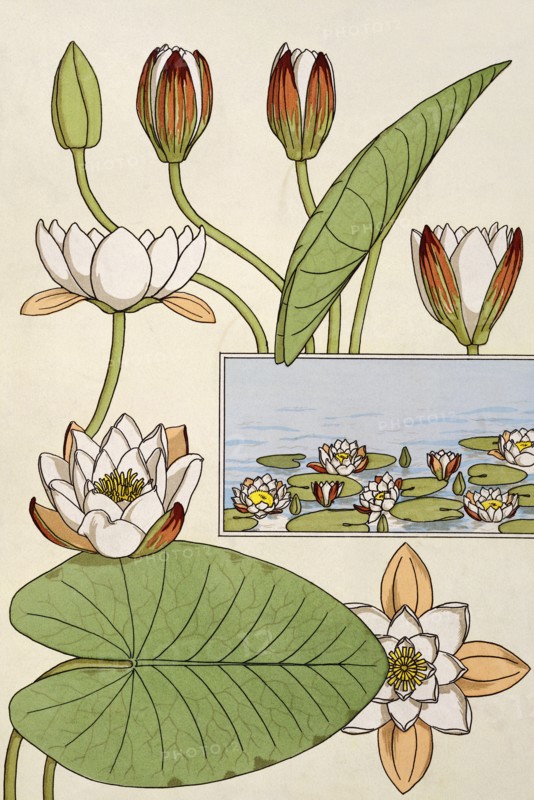 Waterlily, by EugÞne Samuel Grasset. London, England, 1897