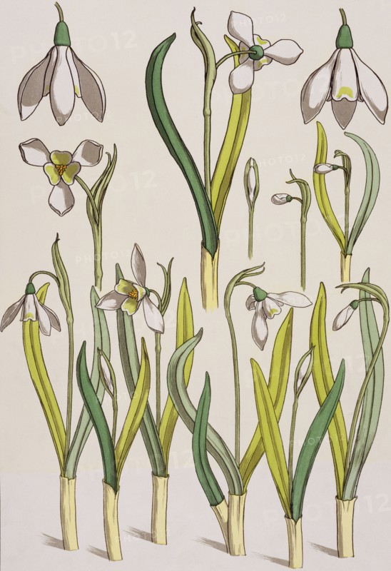 SNwdrops, by Eugene Grasset. London, England, 1897