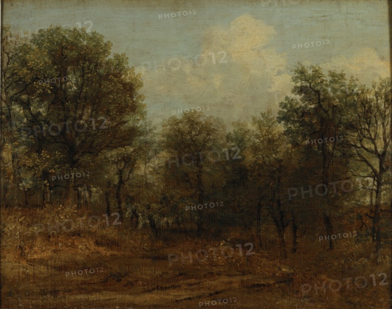 Constable, Un bois