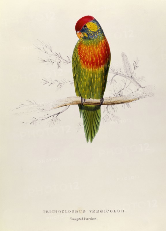 Variegated Parakeet: Trichoglossus Versicolor, by Edward Lear. England, 19th century