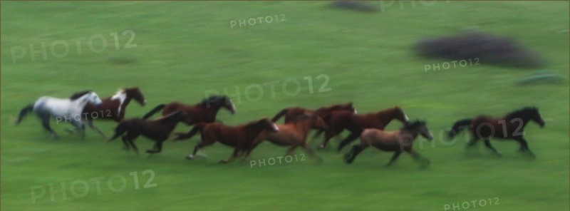 Wyoming. Troupeau de chevaux
