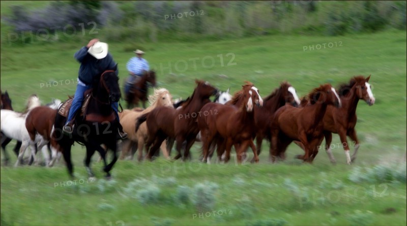 Un cowboy tient son chapeau tout en galopant autour d'un troupeau de chevaux dans une vallée près de Sheridan, Wyoming.