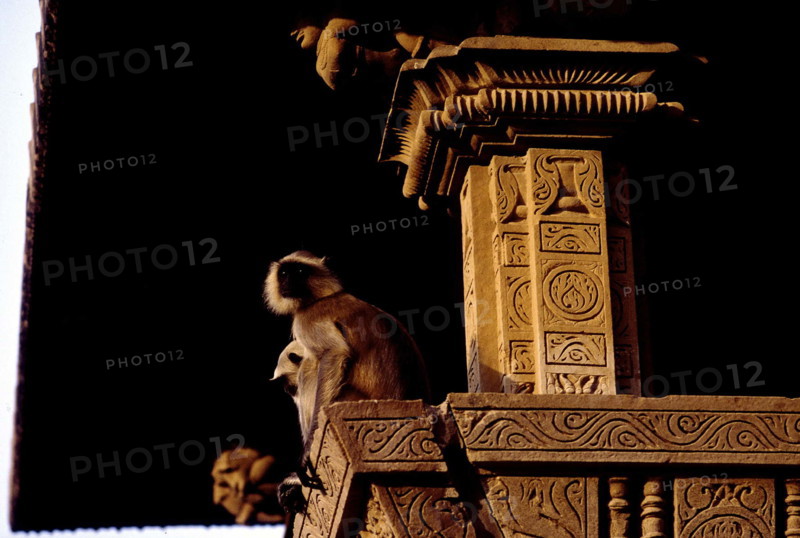 Temple monkeys, Khajuraho,
Madhya Pradesh, India.