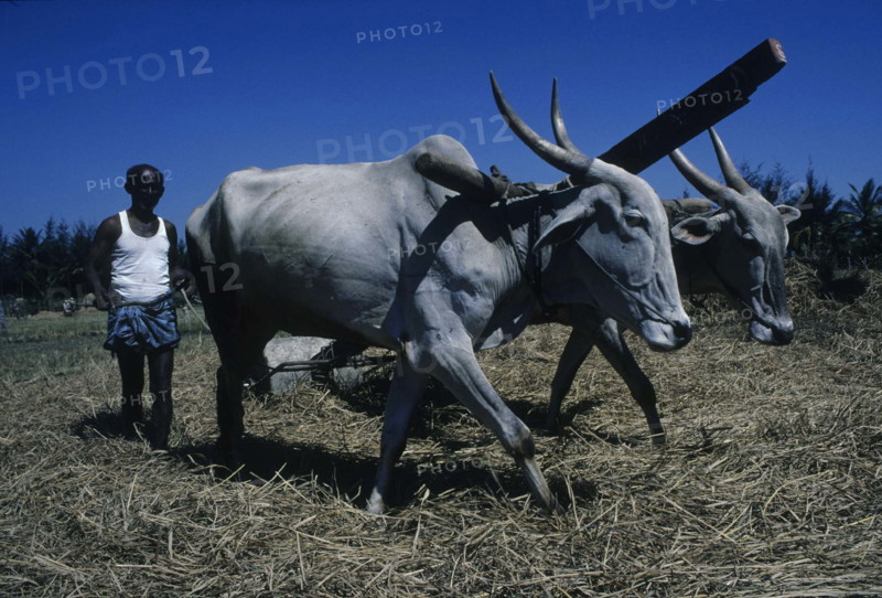 Working in the fields, Southern Karnataka, India