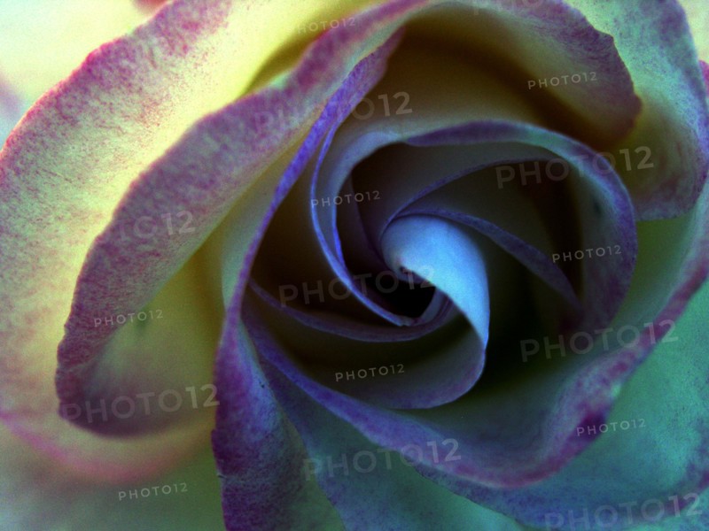Rose (rosa)