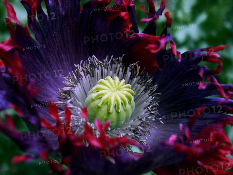 Opium poppy (Papaver somniferum)