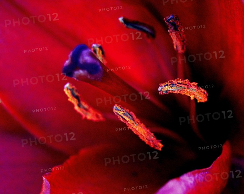 Lys (Lilium)