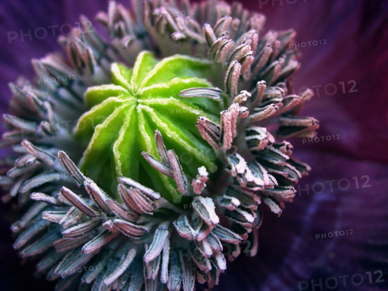 Pavot à opium (Papaver somniferum)