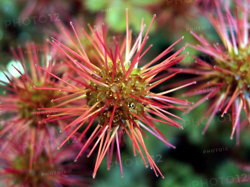 Lampourde microphylla (Acaena microphylla)