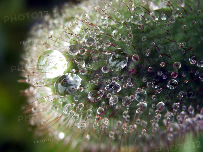 Poppy (Papaver)
