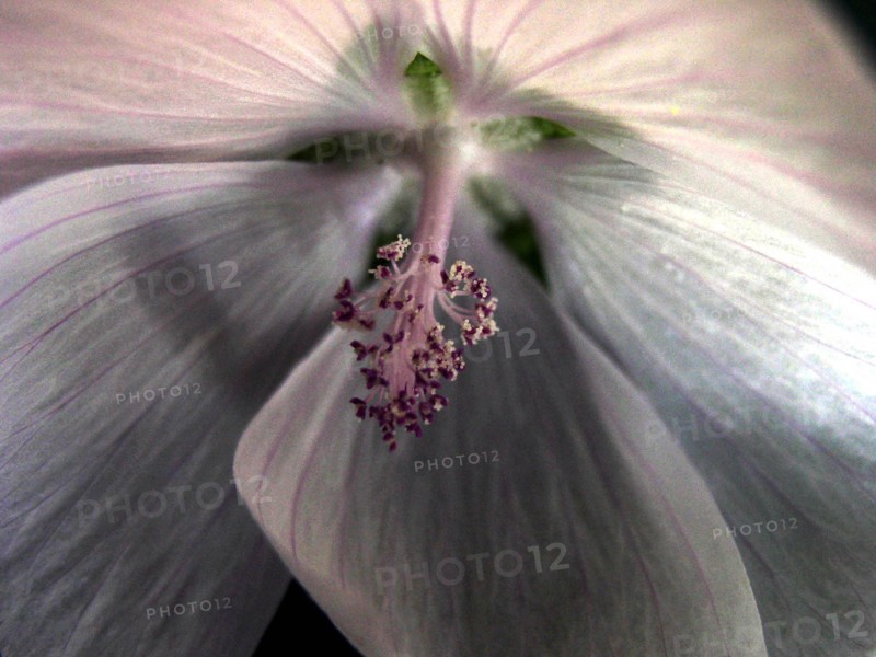 Mauve de la Prairie (Sidalcea)