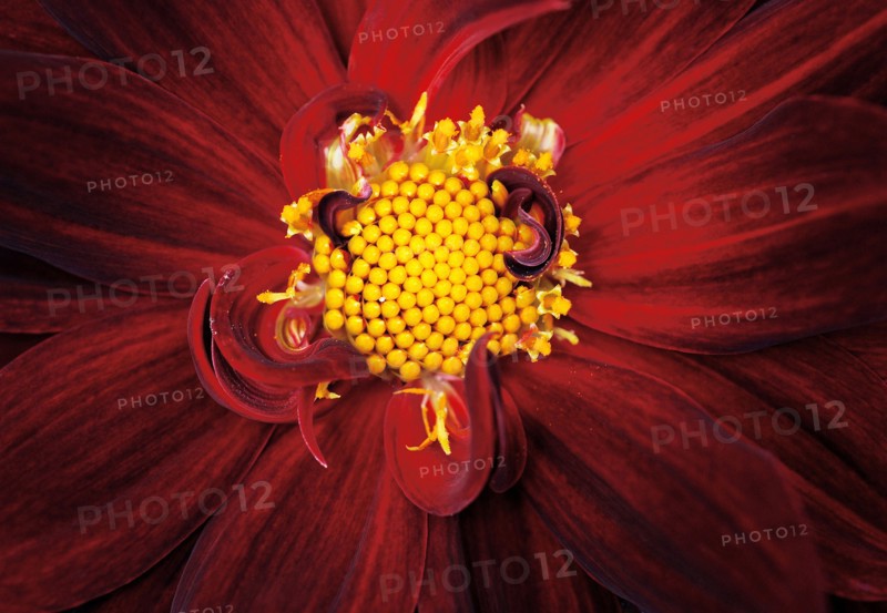 Dahlia (Dahlia)