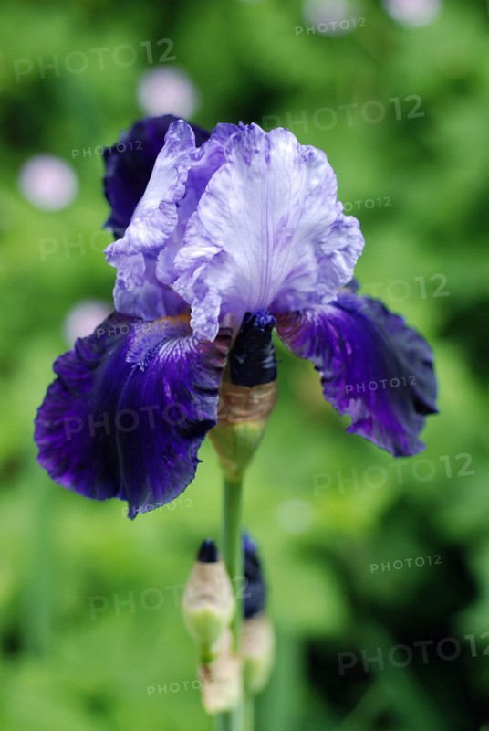 Blue iris