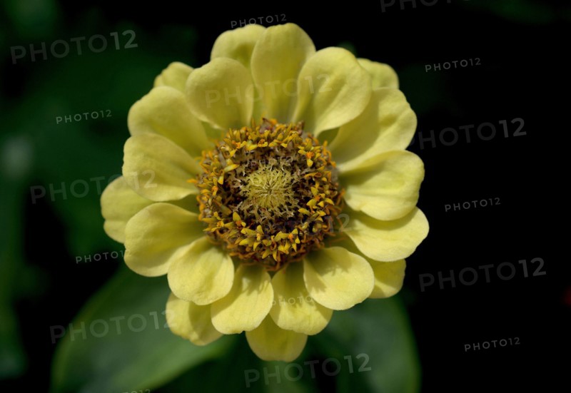 Zinnia (Zinnia)