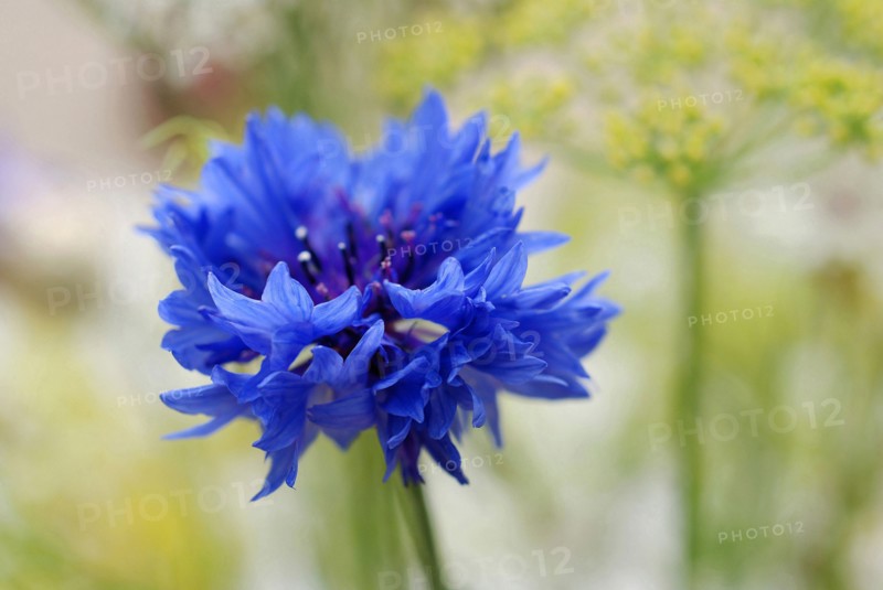 Cornflower (Centaurea cyanus)